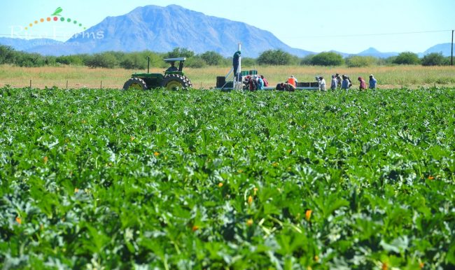 organic-sustainable-farming-rico-farms