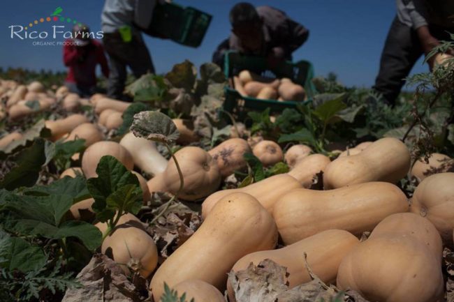 organic-sustainable-farming-rico-farms