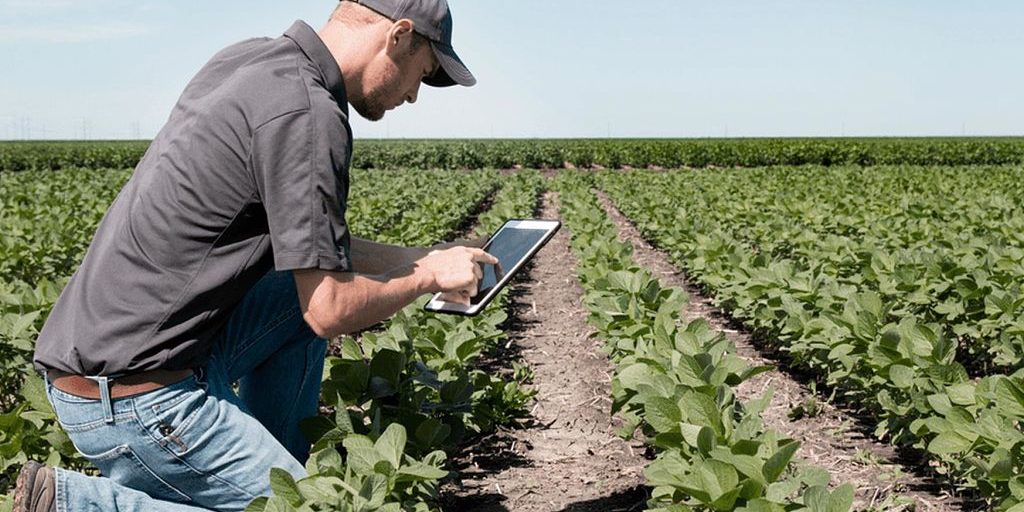 Rico Farms | Organic and Sustainable Farming – agricult organic-sustainable-farming-rico-farms